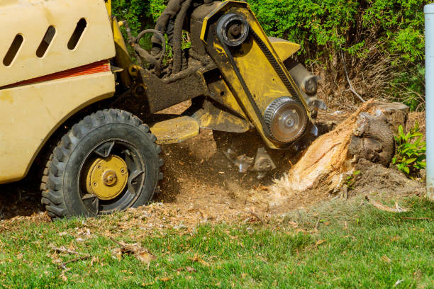 Best Emergency Tree Service  in Florham Park, NJ